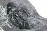Paralejurus Trilobite Fossil - Ofaten, Morocco #216586-1